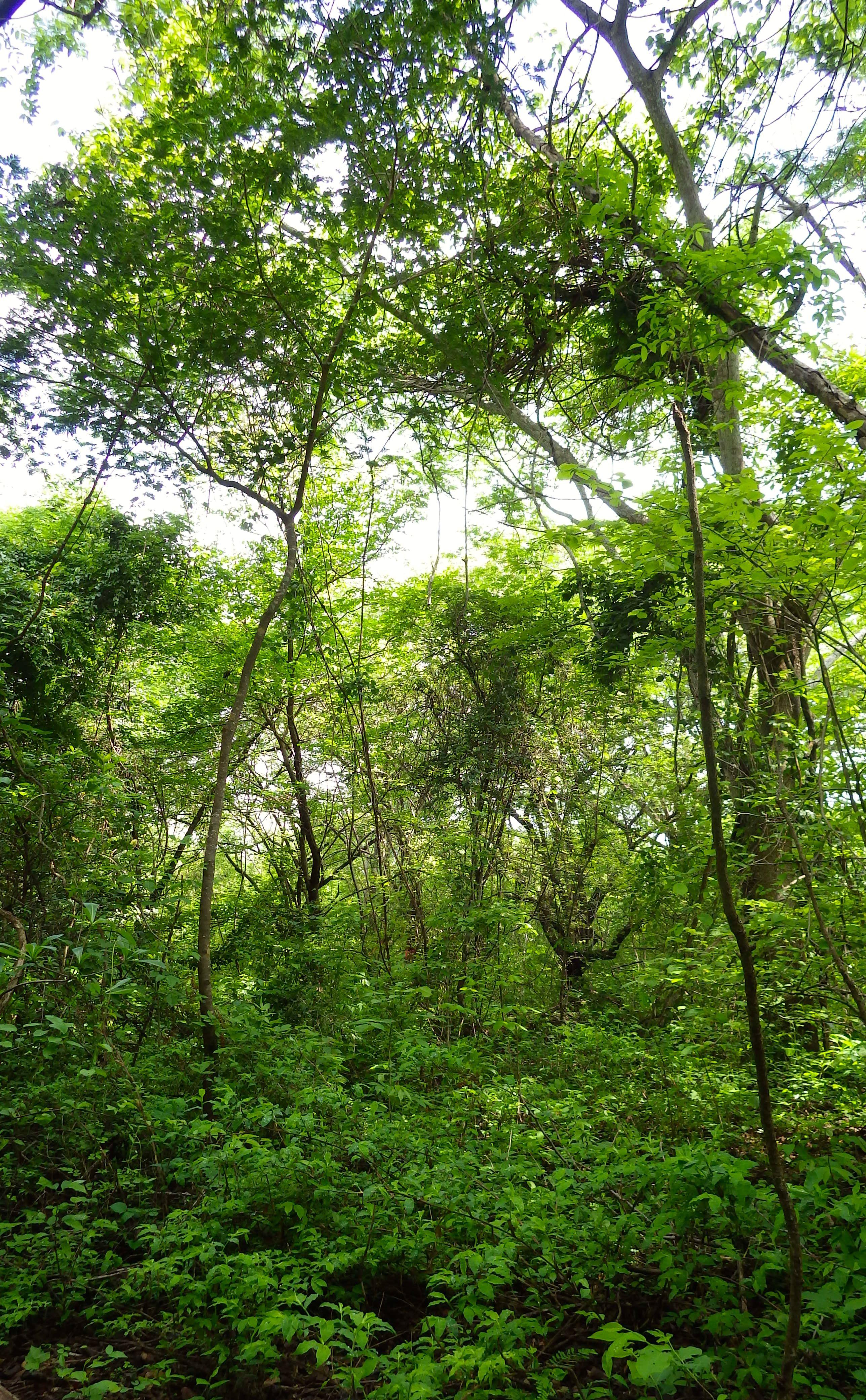 28 yr of natural regeneration in dry forest