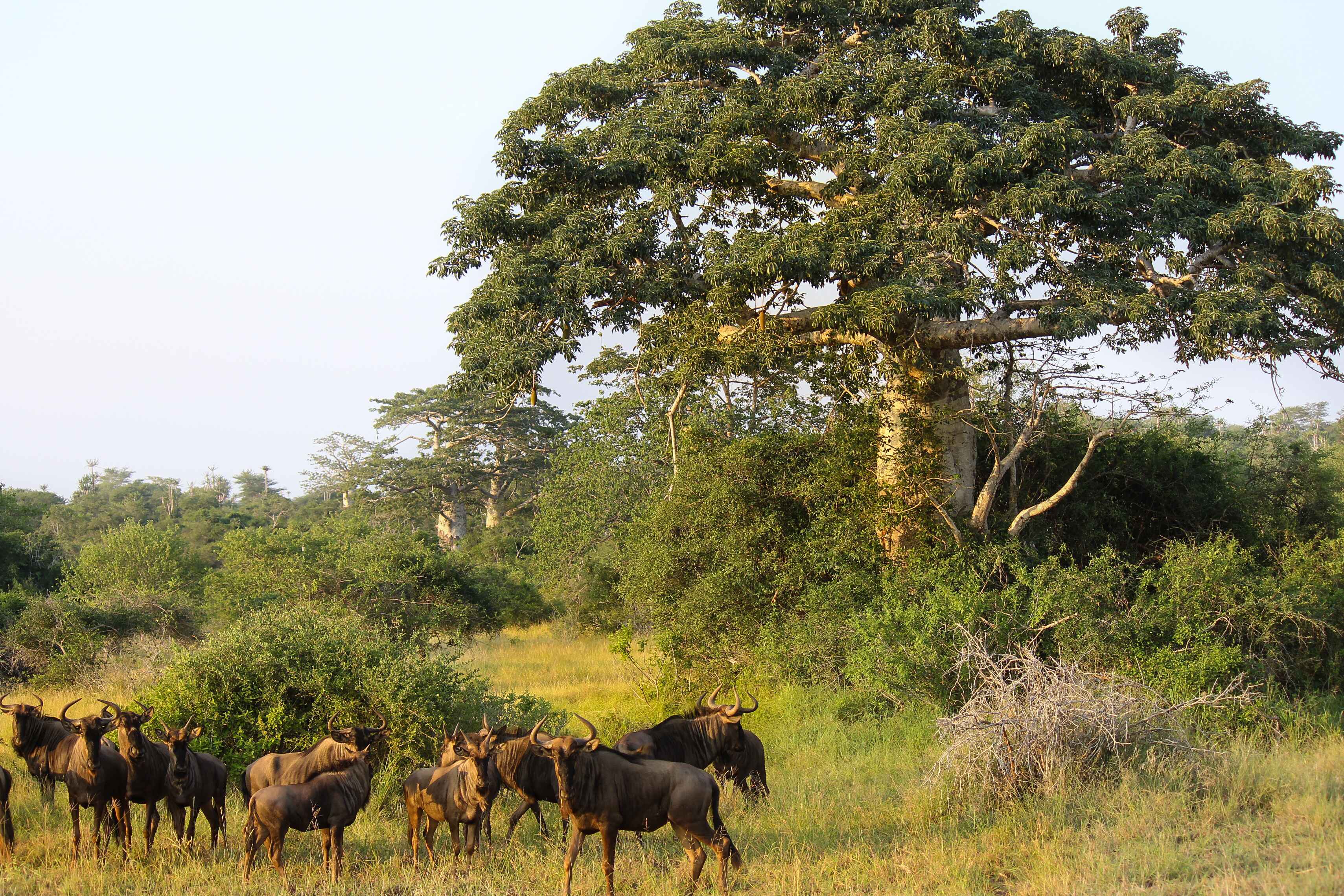 Angola - Adobe Stock 143048239