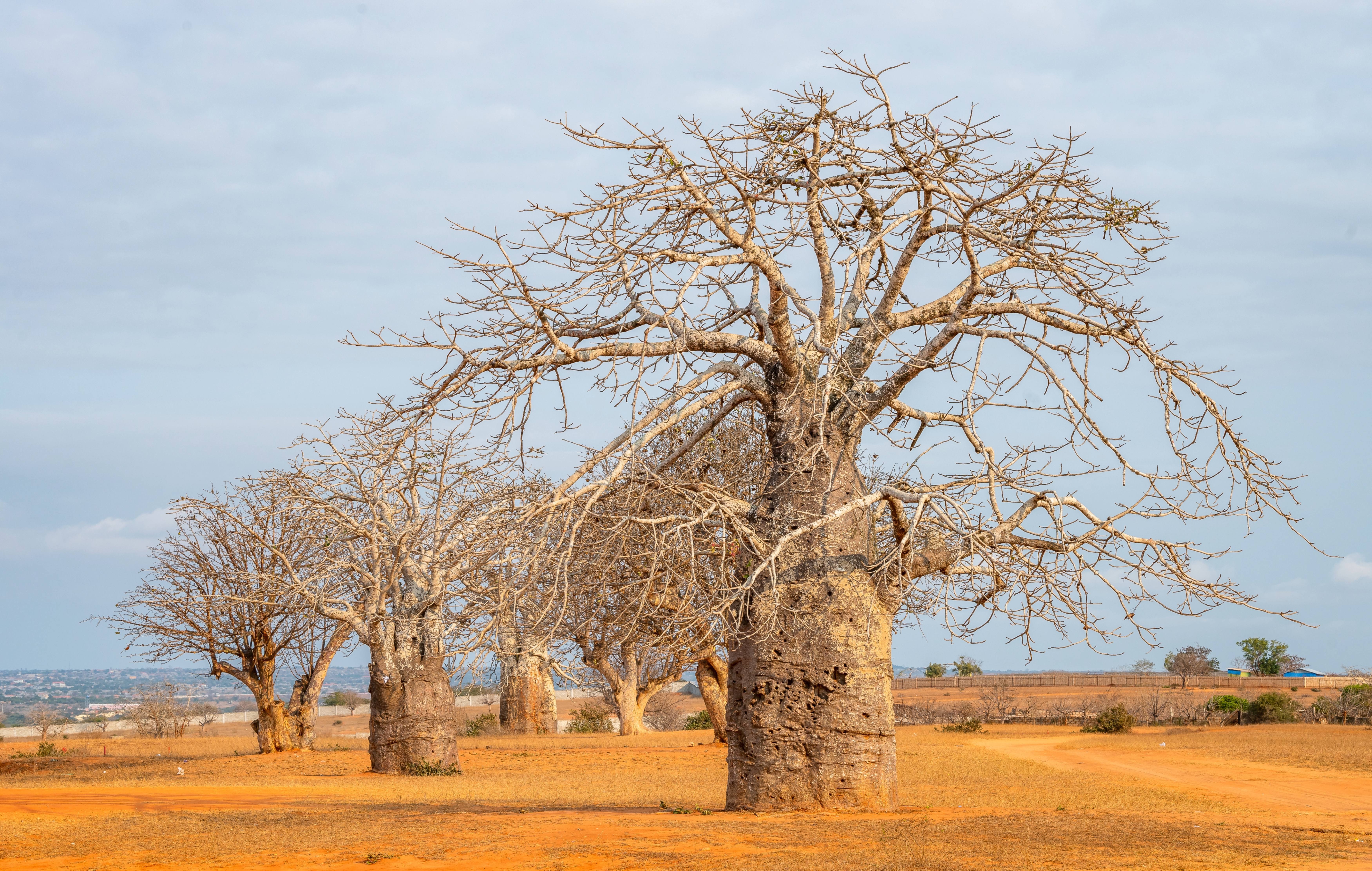Angola background