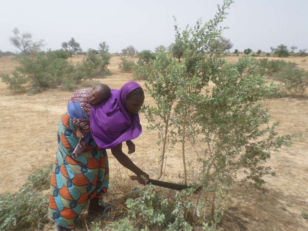 Farmer removing side stems from naturally regenerated Guiera senegalensis to enhance its growth a key FMNR practice P Savadogo ICRAF