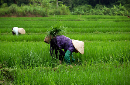 Vietnam background