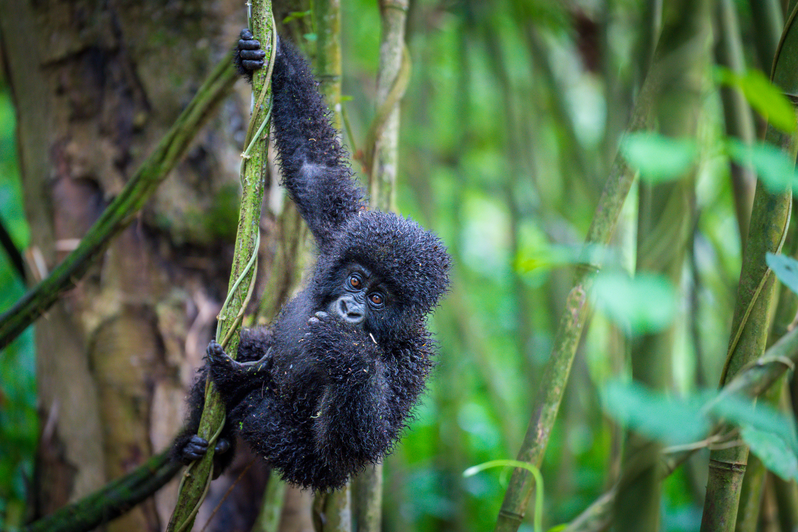 Rwanda background