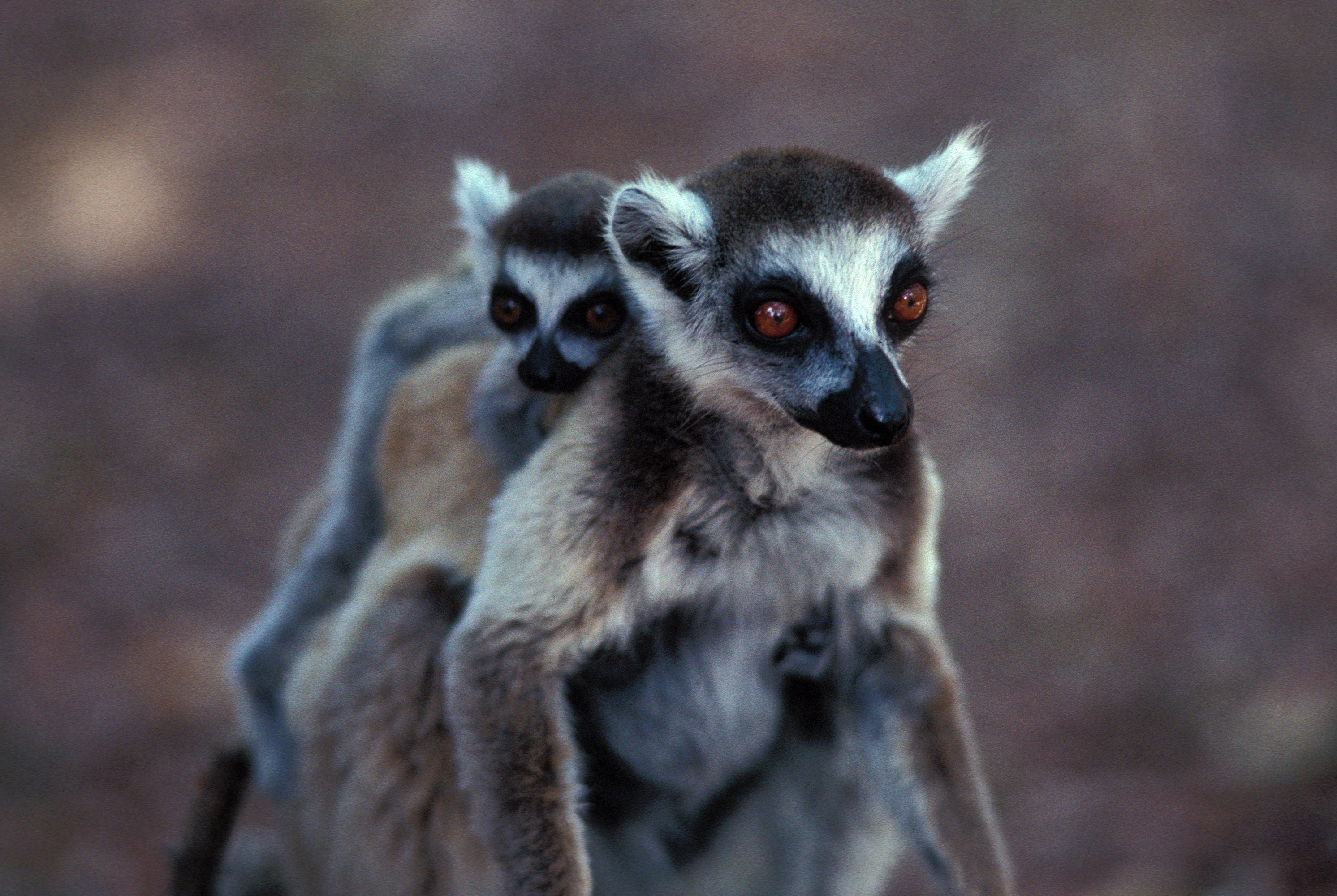 Madagascar background
